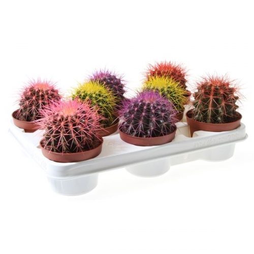 Echinocactus grusonii rainbow mix rc10001