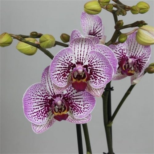 Phalaenopsis mansion