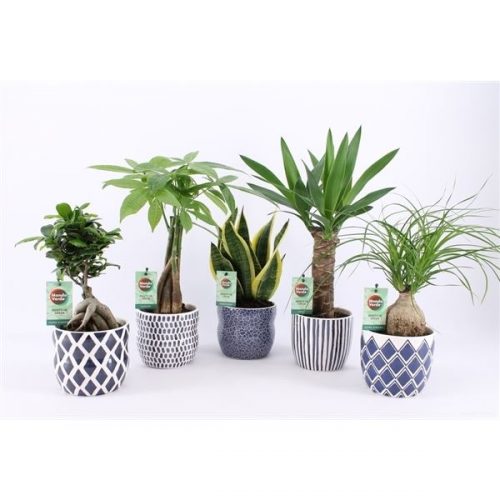 Kamerplanten mix easy to care