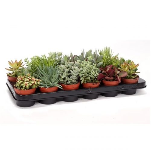 Succulenten mix suc508