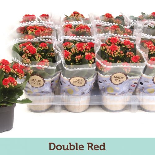 Kalanchoe rosalina rood
