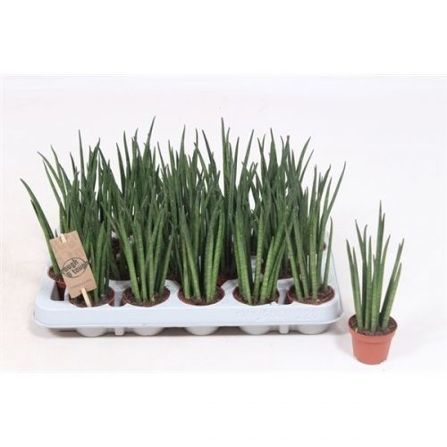 Sansevieria bacularis mikado
