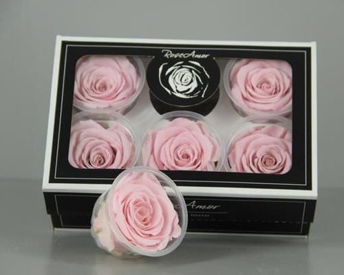 Preserved Rosa Xl Bic 07 - Rozen gr. vendela verf blauw
