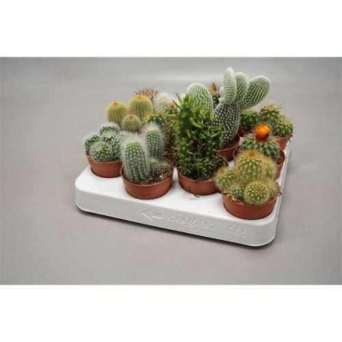 Cactus mix