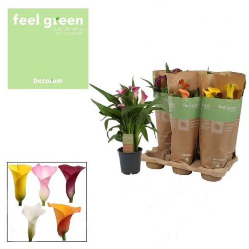 Zantedeschia mix		-	6	-	Adet