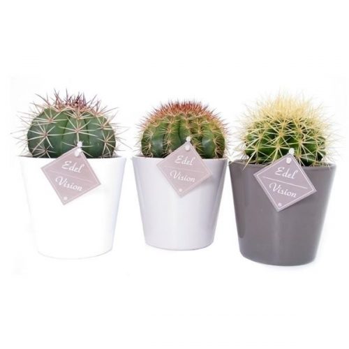 Cactus mix canarias ev834