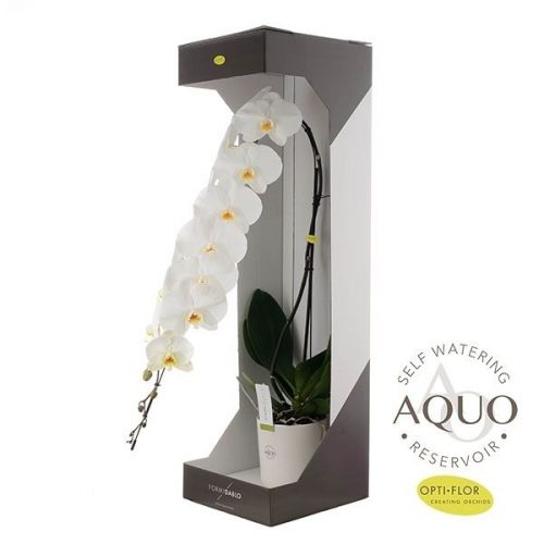 Phalaenopsis formidablo n15