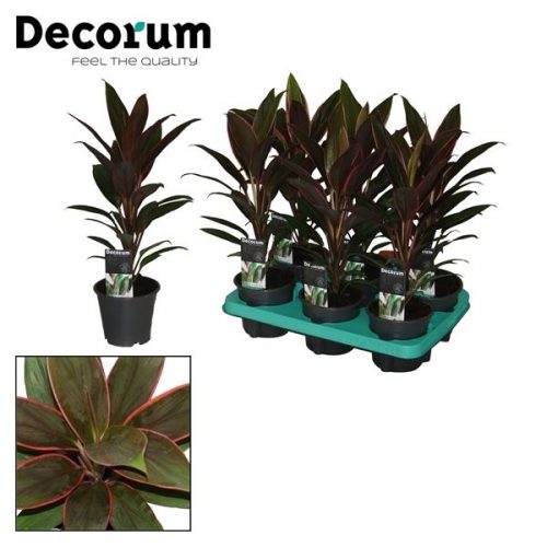 Cordyline rumba		-	12	-	Adet