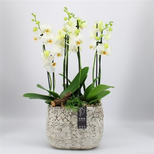 Phal-2009w phalaenopsis creatie	-	3	-	Adet
