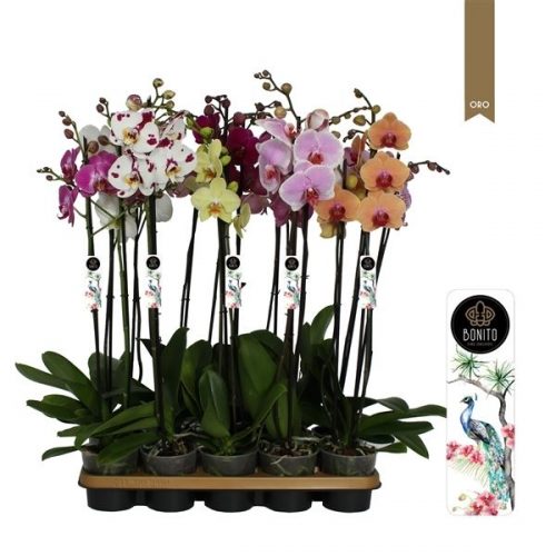 Phalaenopsis mix
