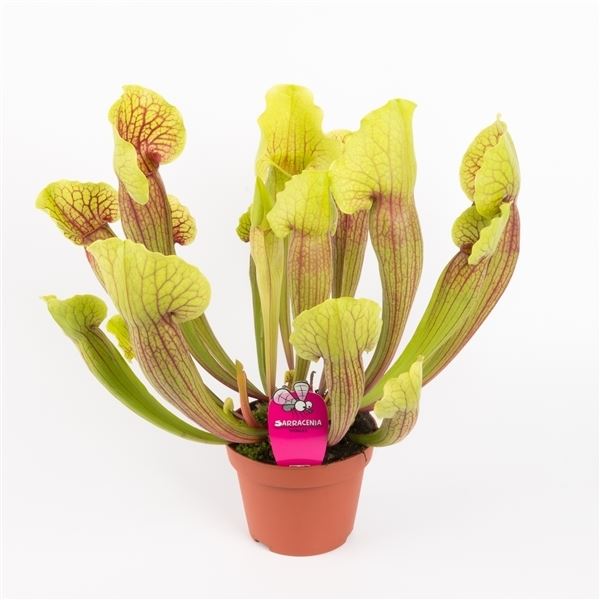 Sarracenia vogel 1 Sarracenia vogel