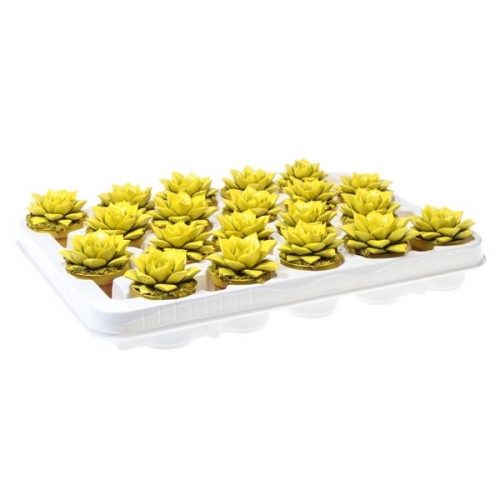 Echeveria rainbow purper yellow