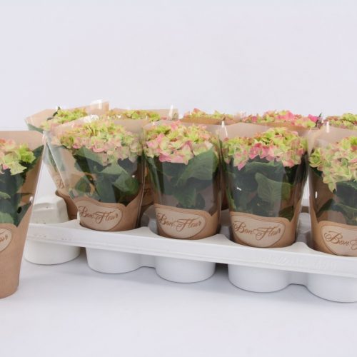 Hydrangea macr. early rose