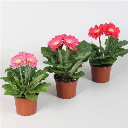 Gerbera colourgame roze