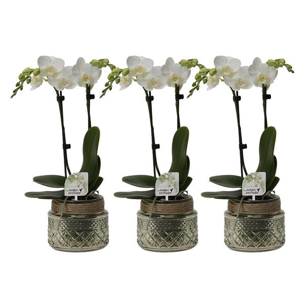 Phalaenopsis multiflora kolibri mix 12990gr 1 Phalaenopsis multiflora kolibri mix 12990gr