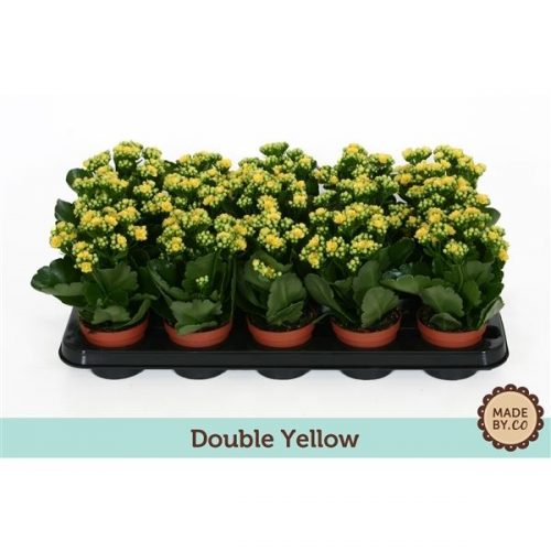 Kalanchoe rosalina geel