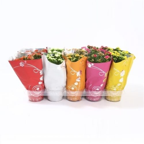 Kalanchoe calandiva mix premium