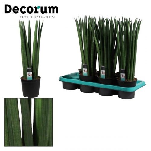 Sansevieria cylindrica straight		-	7	-	Adet