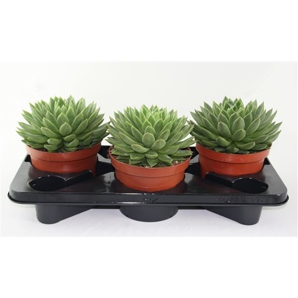 Echeveria agavoides