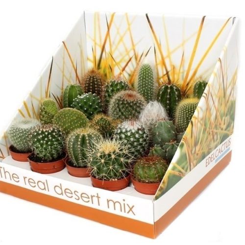 Cactus mix rd01
