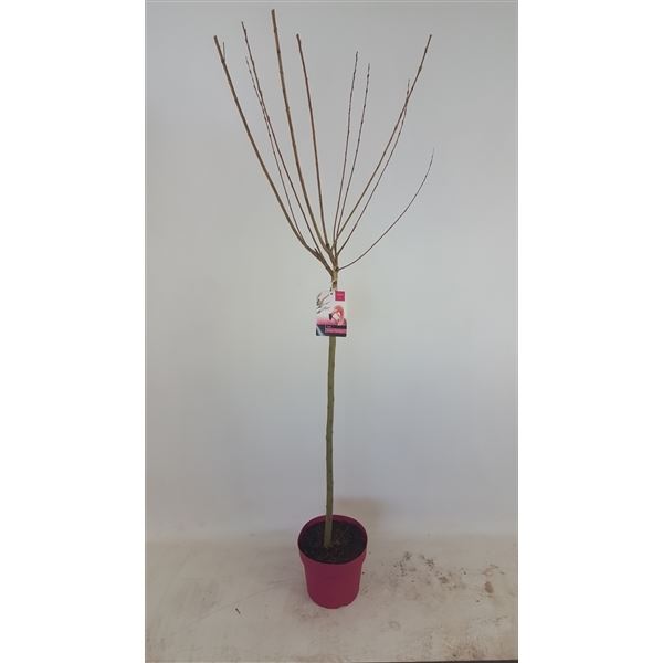 Salix flamingo stam 100cm roze pot 1 Salix flamingo stam 100cm roze pot
