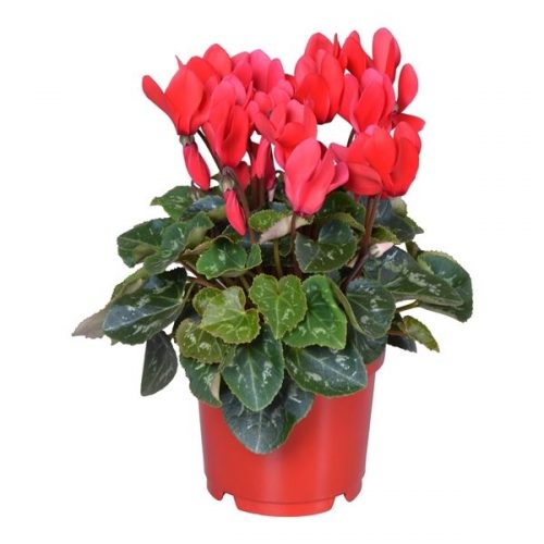 Cyclamen super serie allure in ton