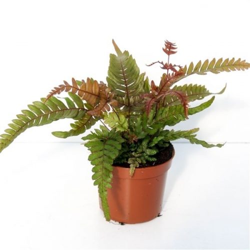 Pteris tricolor