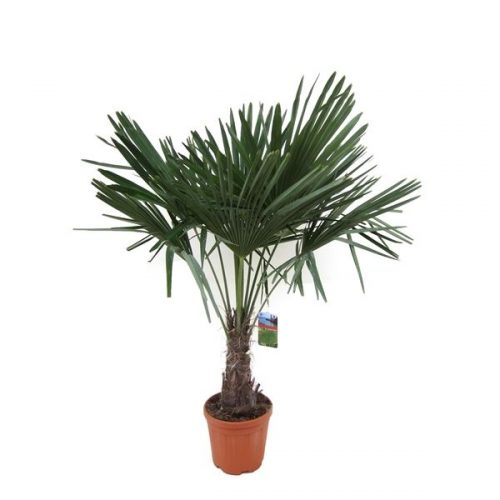 Trachycarpus fortunei bomen