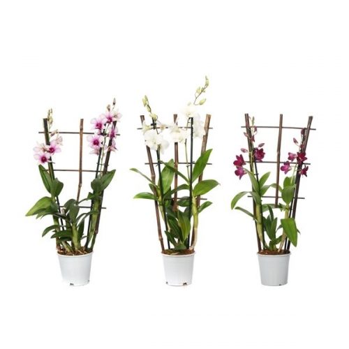 Dendrobium sa-nook mix