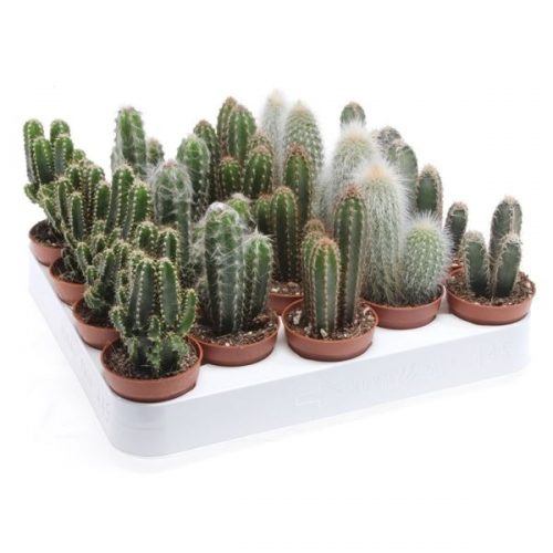 Cactus zuil mix ca5009