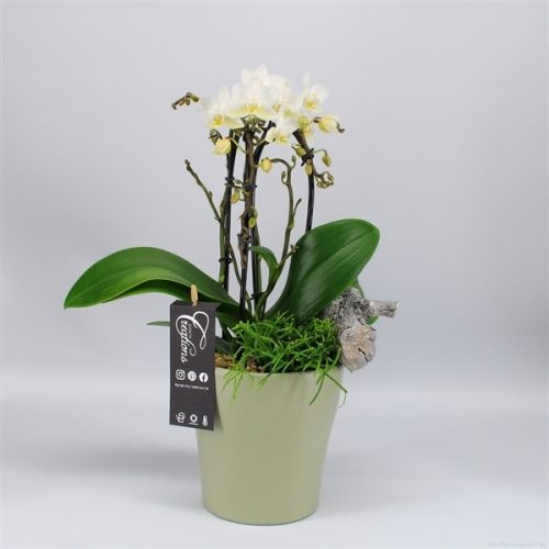 Phal-2026w phalaenopsis creatie	-	8	-	Adet