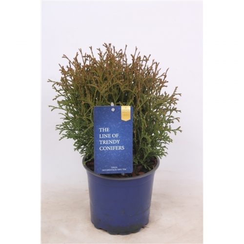 Thuja tiny tim