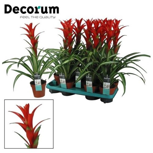 Guzmania bandera rood & bont		-	9	-	Adet