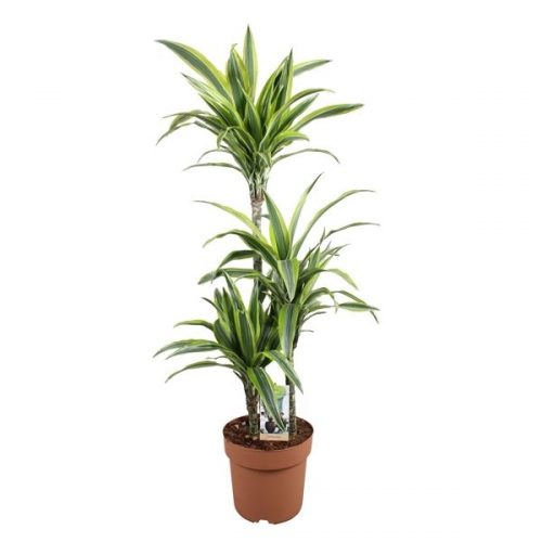 Dracaena fragr. der. lemon lime