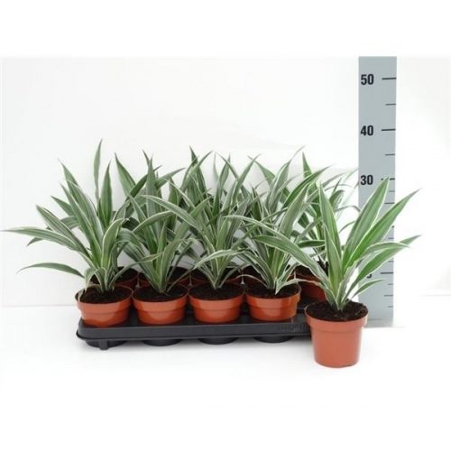 Dracaena fragr. deremensis kopstek