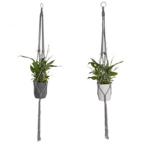 Spathiphyllum bellini www12015han
