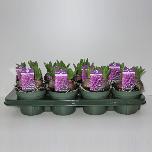 Hyacinthus orientalis purple sensation