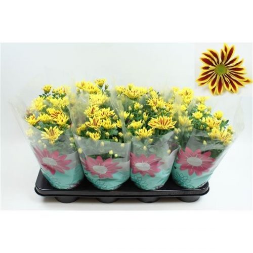 Chrysanthemum ind. lake worth