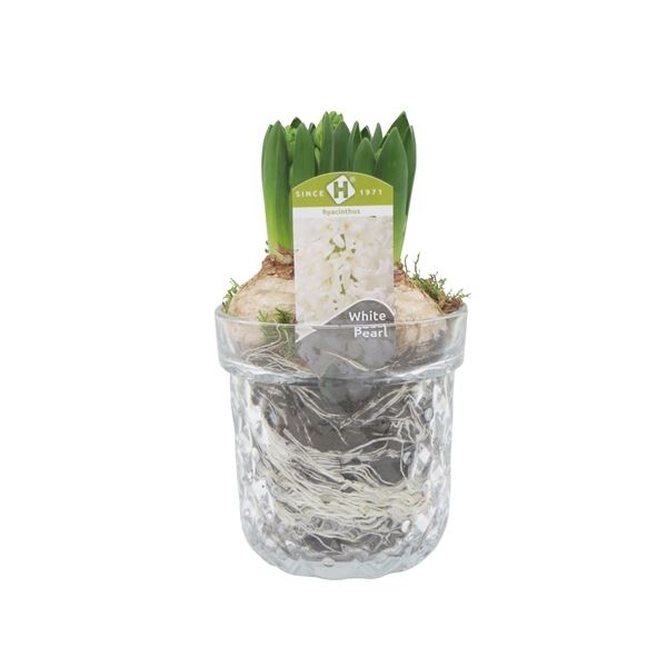 Arrangementen hyacinthus ghkim12167 1 Arrangementen hyacinthus ghkim12167