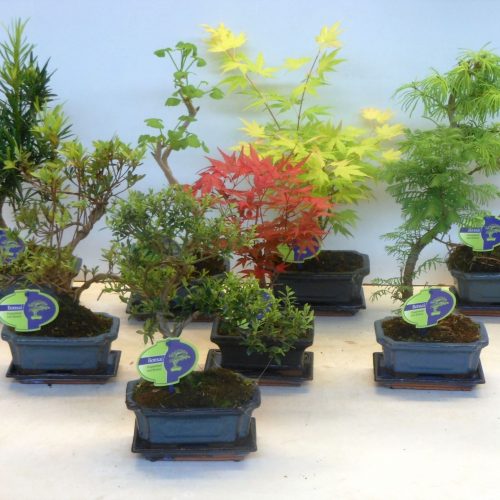 Bonsai mix 15 cm outdoor a + plate