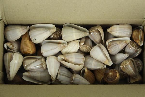 Shell Blue Valipoo - Decoratiemateriaal 1 Shell Blue Valipoo - Decoratiemateriaal