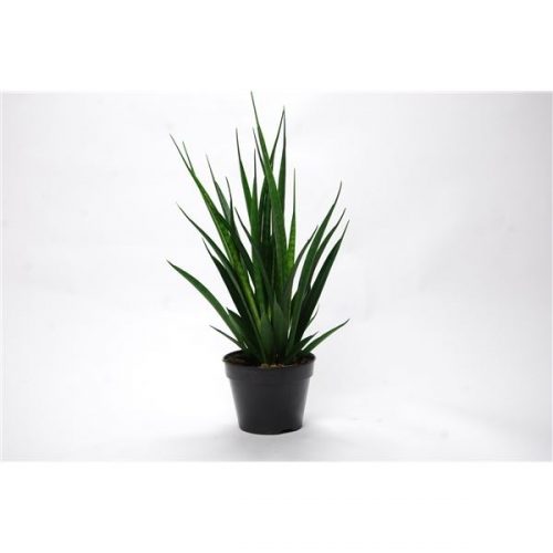 Sansevieria kirkii friends