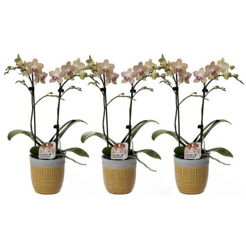 Phalaenopsis multiflora kolibri oranje 12160oc