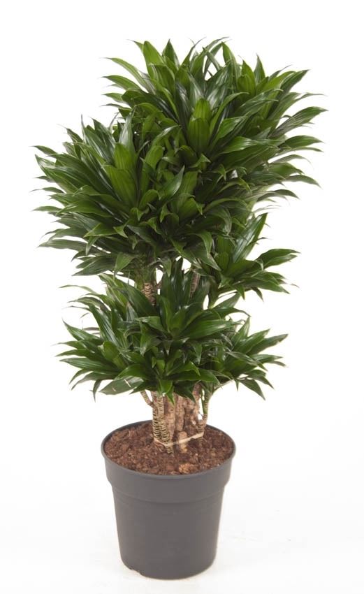 Dracaena fragr. compacta 1 Dracaena fragr. compacta