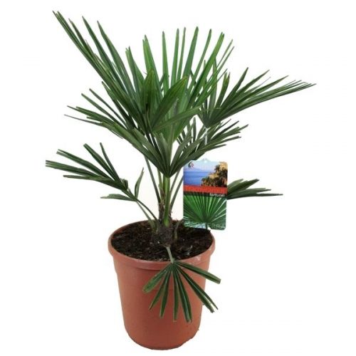 Trachycarpus fortunei