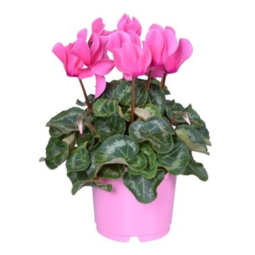 Cyclamen super serie allure in ton