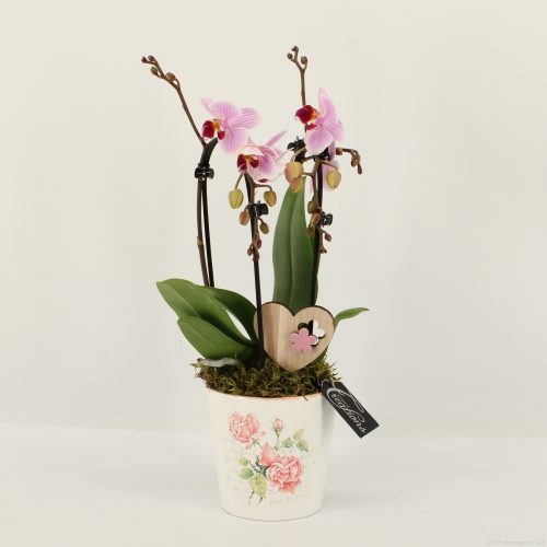 Phalrm-2018rz romantic phalaenopsis	-	6	-	Adet