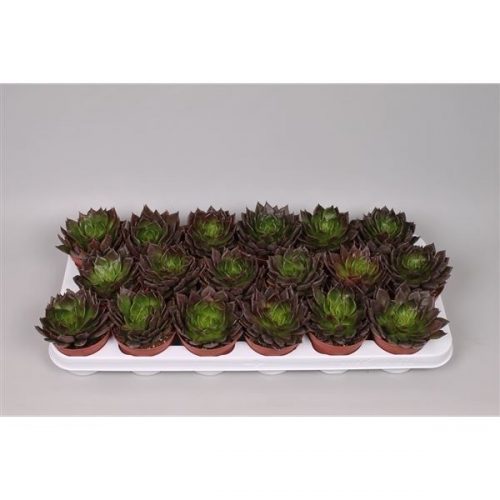 Echeveria black prince