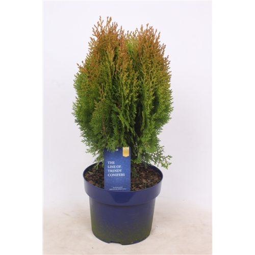 Platycladus orientalis aurea nana