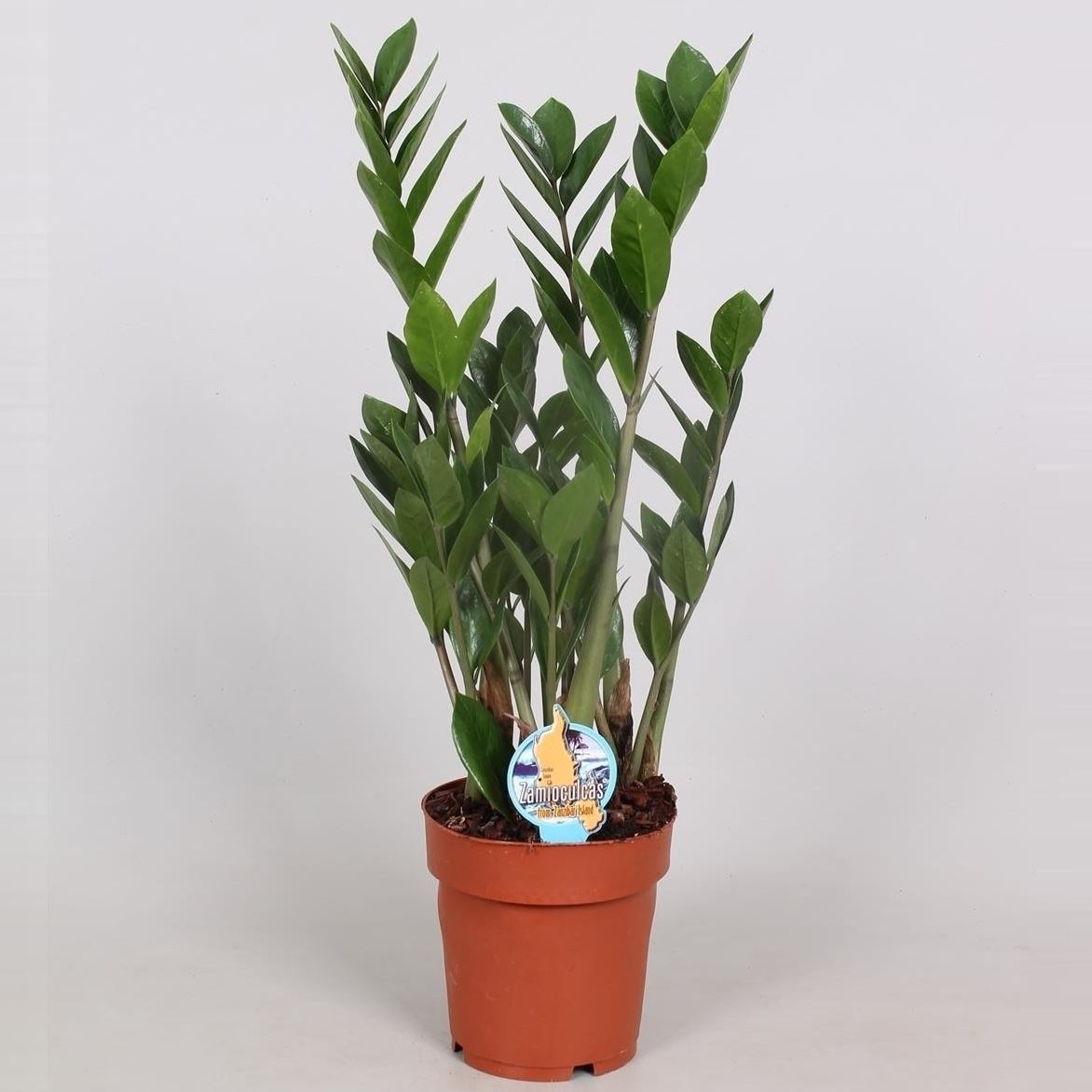 Zamioculcas zamiifolia zanzibar 1 Zamioculcas zamiifolia zanzibar